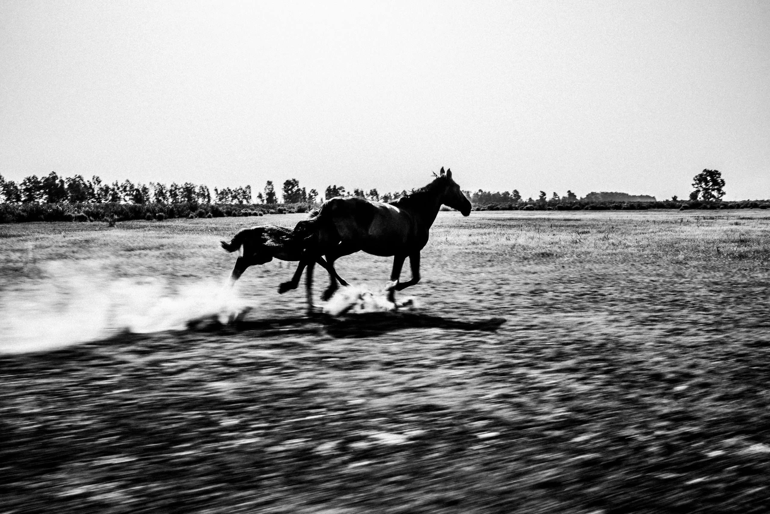 Doñana y su entorno es el hábitat en el que vive el caballo marismeño.