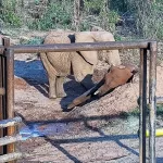 Adiós a Pupy. La última elefanta del Ecoparque porteño murió en Brasil a los 176 días de haber sido liberada