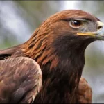 Este águila real, entrenada para cazar, ‘caza’ a una niña de 8 años