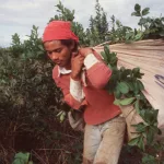 Mercado interno y exportaciones: cayeron los despachos de yerba mate en lo que va del año