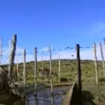 Expertos del INTA estudiaron barreras para que los guanacos no tomen el agua de las ovejas