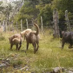 Una enfermedad de origen animal crónica y silenciosa que se puede controlar