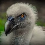 Este buitre muy listo finge estar muerto para evitar ser devorado por el tigre