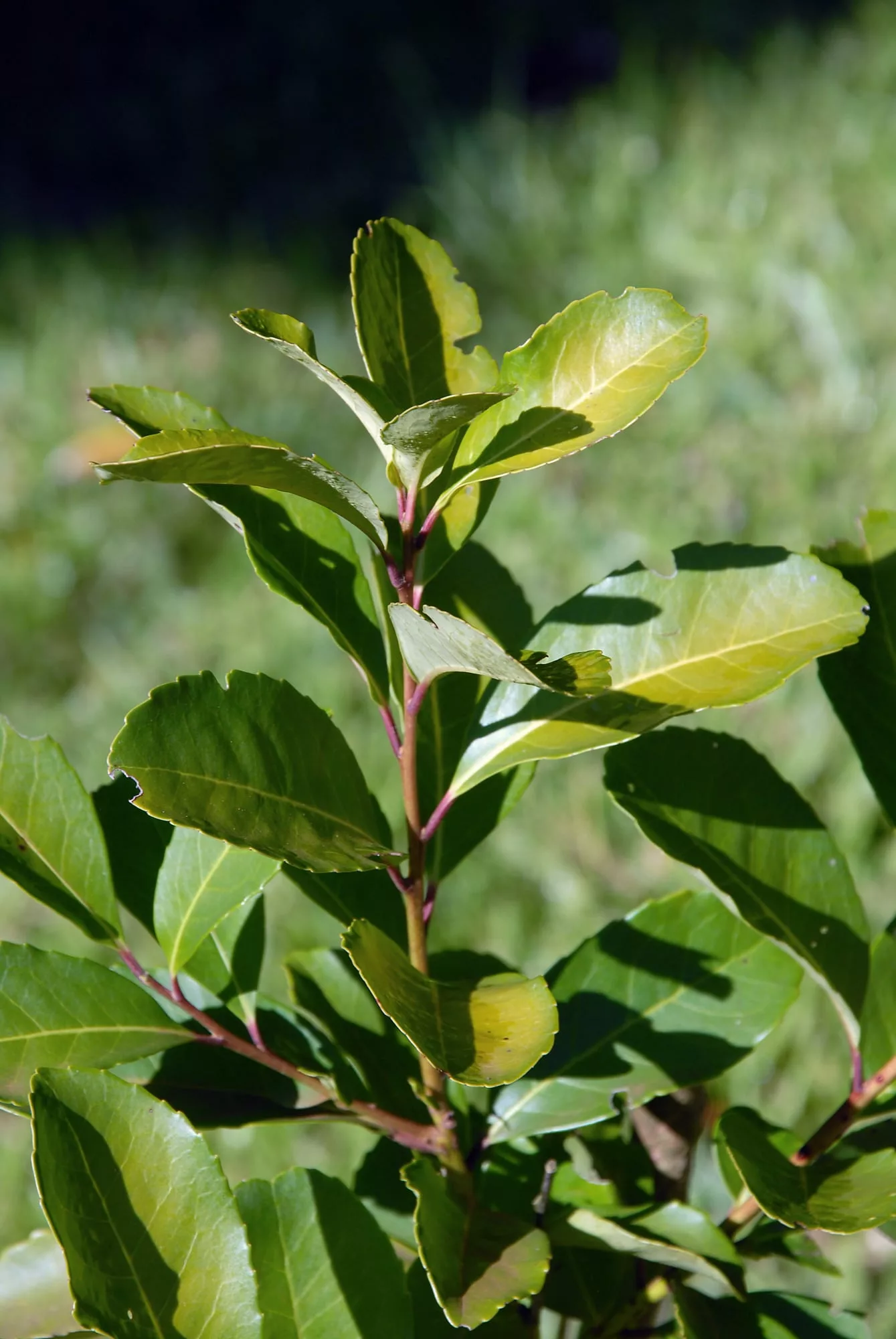 Ilex paraguariensis o yerba mate es una planta que sirve de base para infusiones estimulantes 
