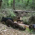 No son las serpientes de Texas: los animales que causan un gran problema en los parques estatales