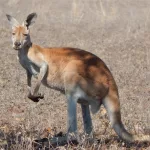 Combate animal: ¿Gana el canguro boxeador o el macho cabrío feroz?