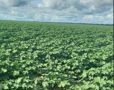 El empuje del productor brasileño sigue intacto, pero el sistema evolucionó hacia un modelo mucho más complejo e integrado