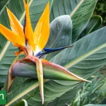 La flor exótica que se volvió la musa de los patios actuales