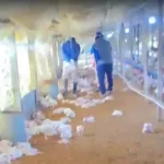 “Escena devastadora”: investigan la impactante muerte de 2000 pollos