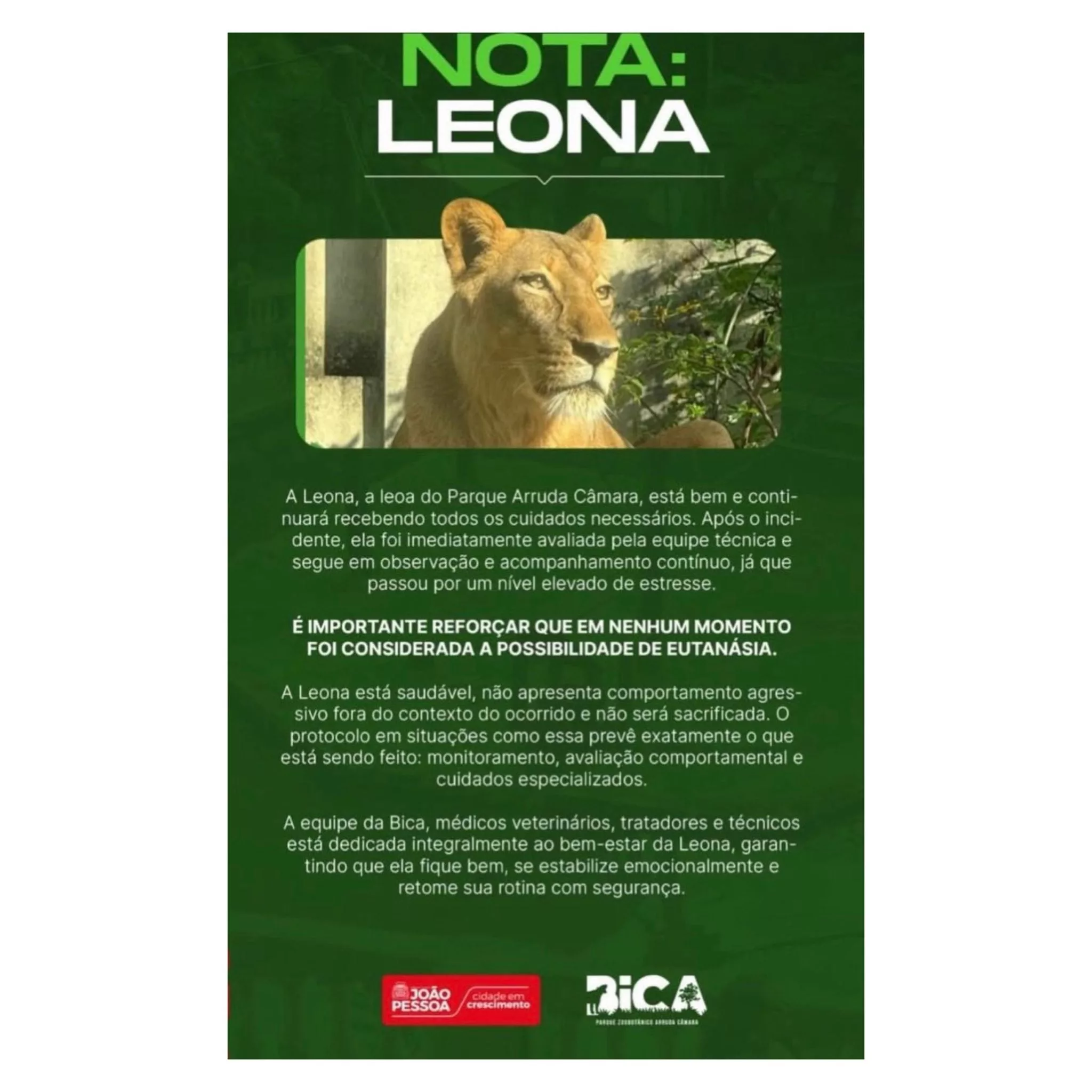 El comunicado del zoológico sobre el estado de salud de la leona tras el ataque