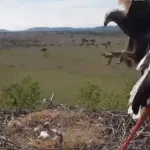 El instante en que el águila real ataca el nido de cigüeña y arrebata a la madre sus polluelos