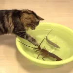 La langosta feroz y los gatos despavoridos
