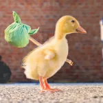 El ‘patito valiente’: camina entre cocodrilos y escapa de sus fauces poniéndolos a pelear