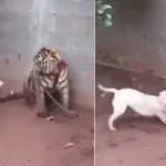 El perro se pone chulo con el joven tigre, porque lo ve encadenado, y acaba de merienda