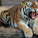 El tipo cae al foso, es atrapado por el tigre y… ¡sobrevive!