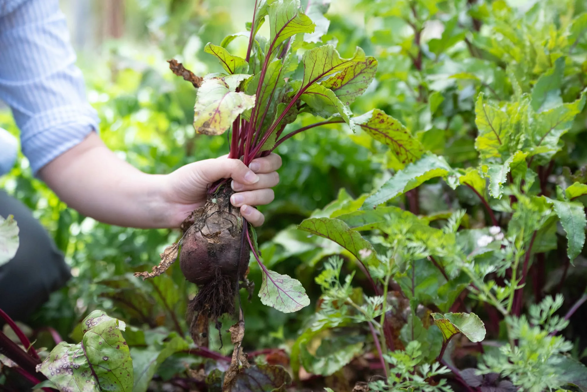 Lo que muchos ven como descarte, en otoño se convierte en conserva 