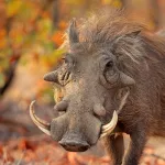 La pareja de leones se alía para atrapar al facóquero escondido en su madriguera