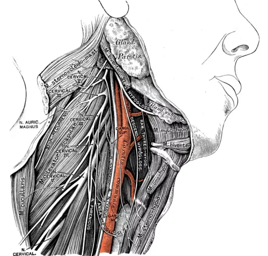 El nervio laríngeo se fue estirando con la evolución.
