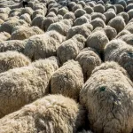 El Gobierno declaró una alerta sanitaria por sarna ovina en una provincia