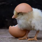 El precio de los huevos ha subido ya un 50% en 2025