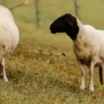 Se detectaron brotes por primera vez en Argentina de una enfermedad que causa la muerte en el ganado ovino