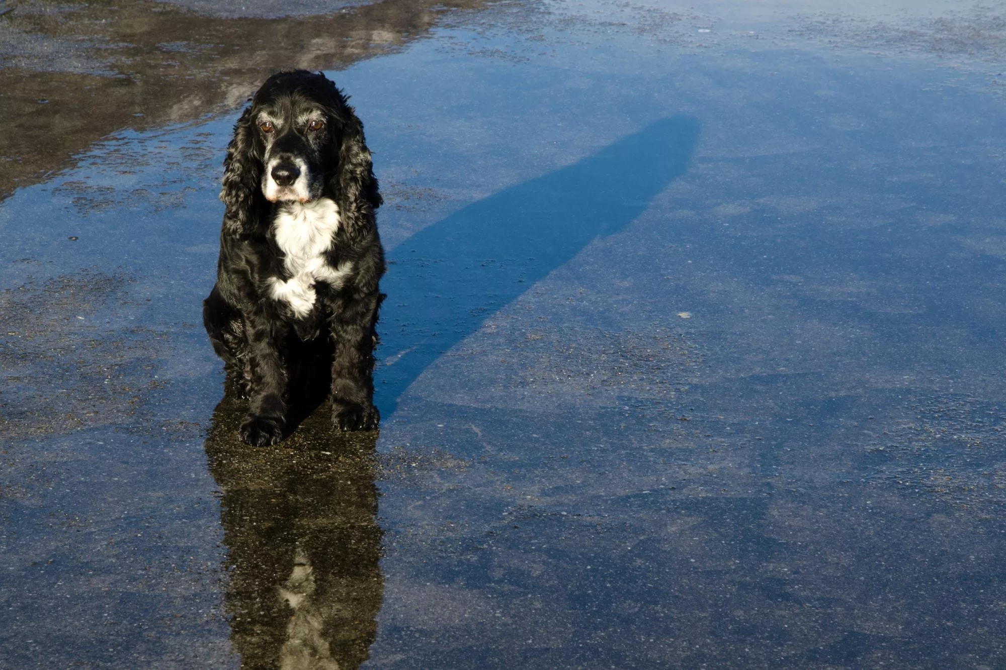 El plan de DeSantis contempla la creación de una línea directa destinada exclusivamente a recibir reportes de abusos cometidos por criaderos en cualquier punto de Florida
