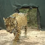 Grave denuncia de Parques Nacionales: afirman que desconectaron y tiraron a un río el collar que monitorea a la yaguareté Acaí en El Impenetrable