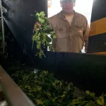 Yerba mate: las exportaciones pegaron un salto en junio y el primer semestre cerró con un aumento del 6%