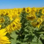 El girasol gana el partido de las oleaginosas: la molienda es la más alta en 25 años, mientras que la de soja “está dejando gusto a poco”