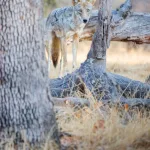 En California: creyeron que era un coyote común, pero la foto reveló un hallazgo científico de “uno en un millón”