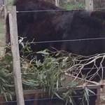 Para emergencias: cómo las ramas de eucaliptus pueden salvar un mal momento con las vacas