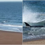 Río Negro: el desesperado grito de un kayakista a una orca que lo confundió con una presa