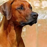 La atacaron tres perros cuando iba en moto y ahora los dueños deberán pagarle una millonaria suma