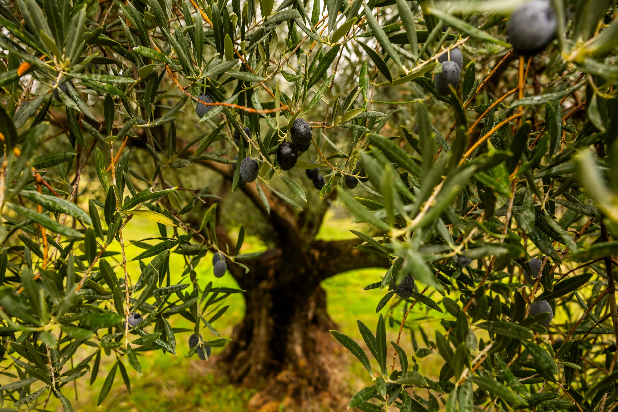 Aceitunas en la Sociedad Cooperativa San Vicente de Mogón, en Jaén, en una imagen de 2023. 