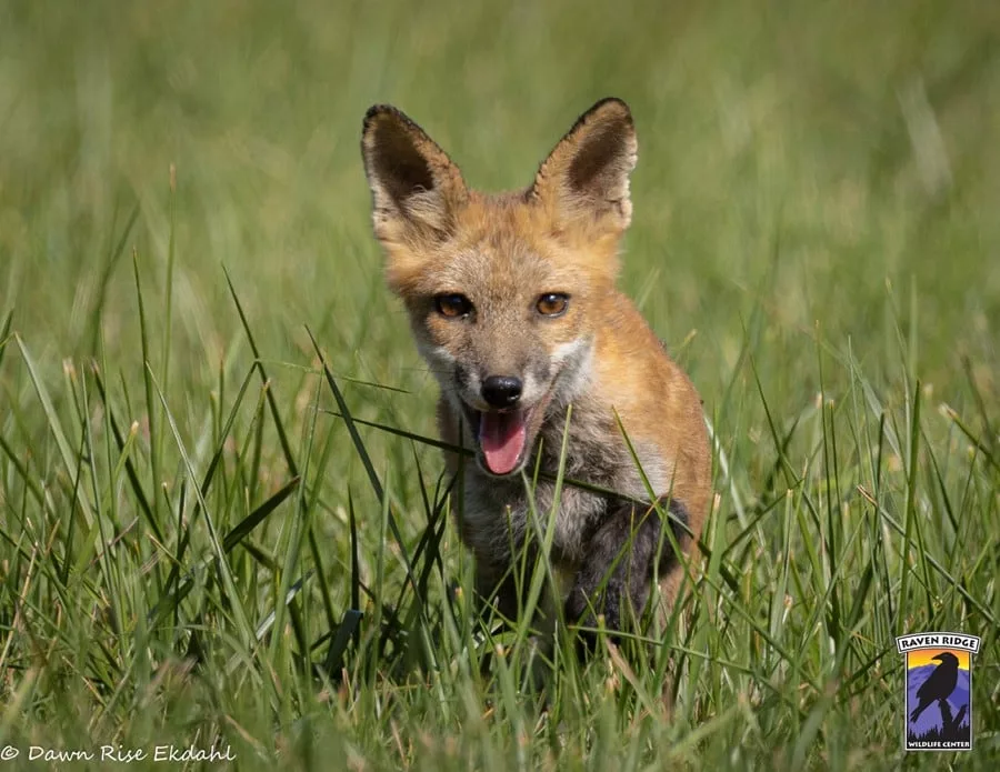 Gracias a la dedicación de muchas personas, este zorro tuvo una segunda oportunidad.