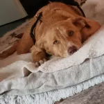 Abandonada al costado de un camino quedó impactado cuando la encontró: “Tenía la pata más grande que jamás había visto”