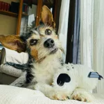 Cuántas horas se puede dejar a un perro solo en casa