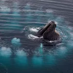 ‘Redes de burbujas’: este es el ingenioso método que usan algunas ballenas para cazar peces