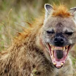 Esta hiena salva a un jabalí de ser devorado por un leopardo