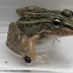 Cómo escapar vivo de la panza de la rana: este escarabajo lo hace por la ‘puerta de atrás’