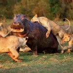 Las 5 leonas atacan a un hipopótamo herido y pasa esto…