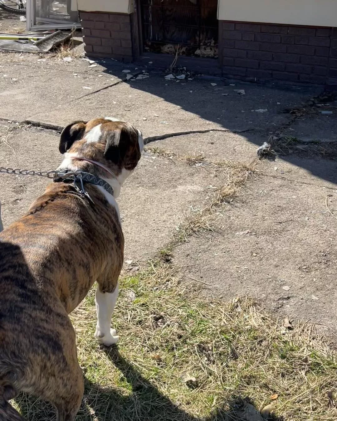 Aca marcó el lugar donde estaba atrapado el perro de la dueña de casa.