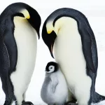 Un informe alertó que el pingüino emperador y el lobo fino antártico están en peligro por el cambio climático