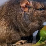 Un “acróbata de las rocas” en Córdoba: descubren una nueva especie de rata vizcacha