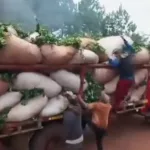 “El Estado es responsable”: productores de yerba mate vuelven a cortar rutas en reclamo por un aumento en el precio de la materia prima