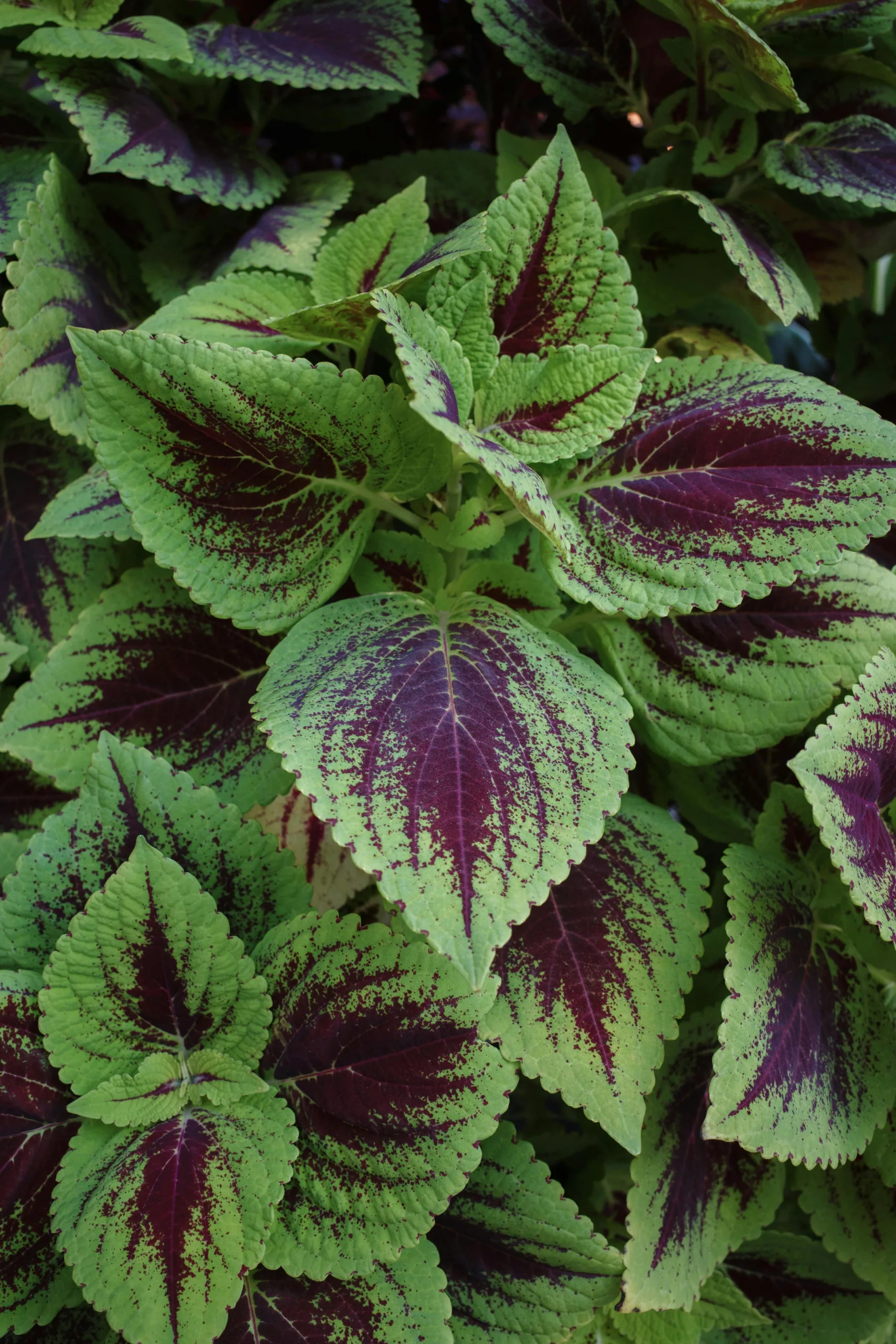 La planta del dinero o la abundancia debe colocarse en un espacio con semisombra para que perdure a lo largo del tiempo