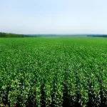 Menos incertidumbre y una apuesta a la mayor liquidación del campo