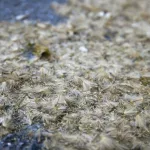 Uno de los árboles más comunes en las calles puede causar problemas respiratorios y oculares