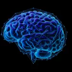 Hallan una sorprendente explicación sobre la causa del deterioro de la memoria a medida que pasan los años