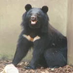 Este oso es un verdadero maestro ‘kung fu’